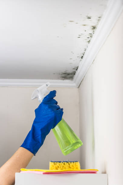 Best Residential Mold Remediation in Seven Fields, PA